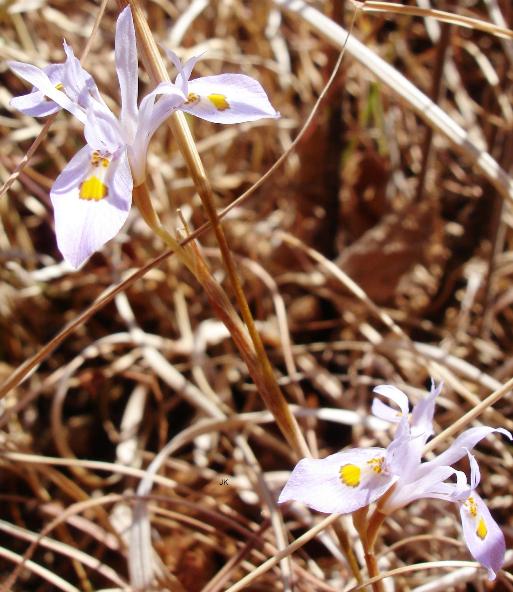 Moraea stricta; Photographed by Judd Kirkel